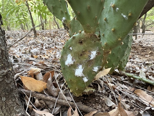 American cochineal bug