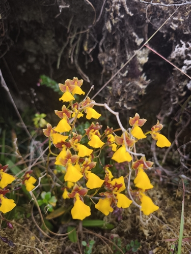 Cyrtochilum aureum