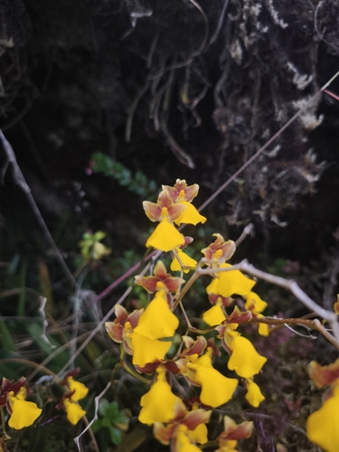 Cyrtochilum aureum, photograph 2