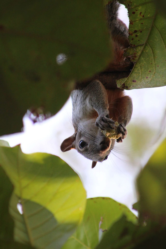 Red-bellied Squirrel (Sciurus aureogaster)