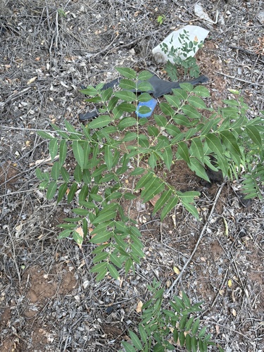 Western Soapberry