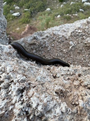 Desert Millipede