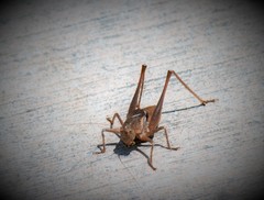 Pediodectes haldemanii