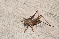 Pediodectes haldemanii