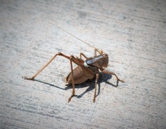 Pediodectes haldemanii