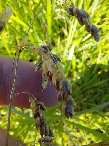 Anthoxanthum nitens observed 2026-07-17