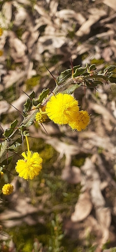 Kangaroo thorn