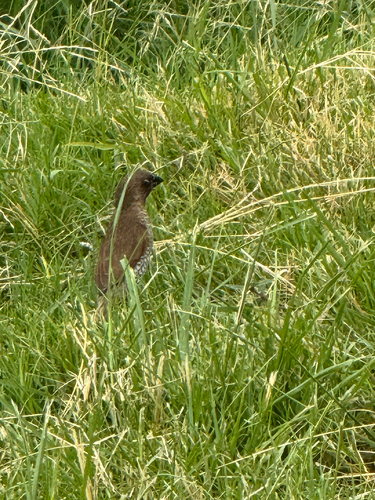 Lonchura punctulata observed 2026-08-17