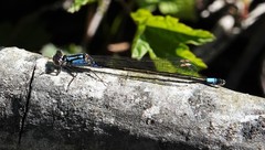 Ischnura cervula