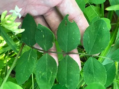 Lathyrus holochlorus