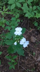 Cardamine angulata