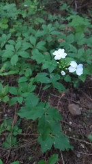 Cardamine angulata