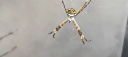 Silver Garden Orbweaver