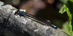 Ischnura cervula