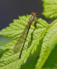 Ischnura cervula