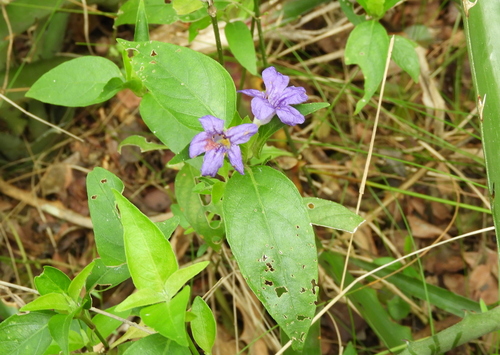 Ruellia erythropus, photograph 4