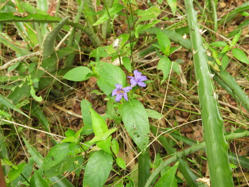 Ruellia erythropus, photograph 5