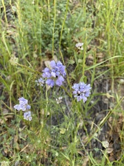 Gilia achilleifolia