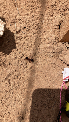 Bicolored Carpenter Ant