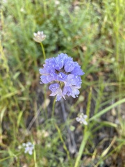 Gilia achilleifolia