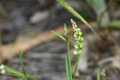 Polygala verticillata
