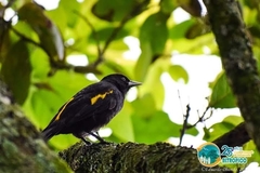 Cacicus chrysonotus