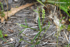 Polygala verticillata
