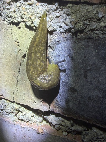 Yellow Cellar Slug