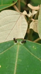 Formicidae