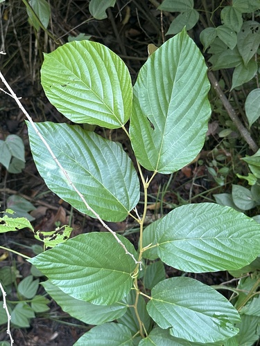 Flemingia strobilifera observed 2026-08-18