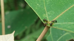 Formicidae