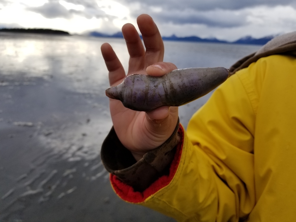 intermediate fusiform sea cucumber