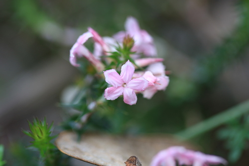 Woollsia pungens, photograph 5