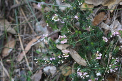 Woollsia pungens, photograph (c) Sofia Zvolanek, some rights reserved (CC BY)