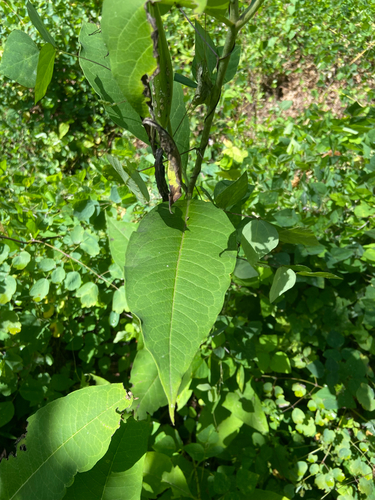 Asclepias exaltata, photograph 6