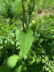 Asclepias exaltata, photograph author not stated, no rights reserved