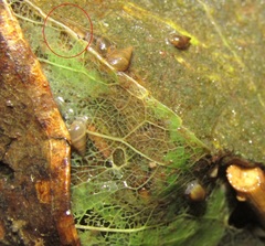 Potamopyrgus oppidanus