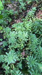 Sedum glaucophyllum, photograph author not stated, no rights reserved