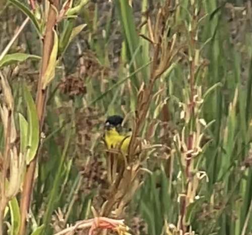 iNaturalist observation photo of Lesser Goldfinch