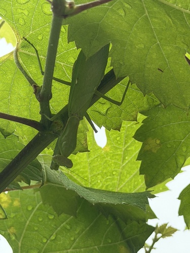 Giant Asian Mantis