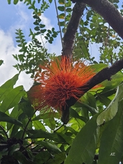 Brownea macrophylla, photograph (c) Alberto Tenorio, some rights reserved (CC BY)