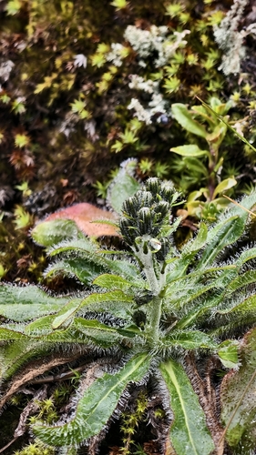 Hieracium morii observed 2026-08-18
