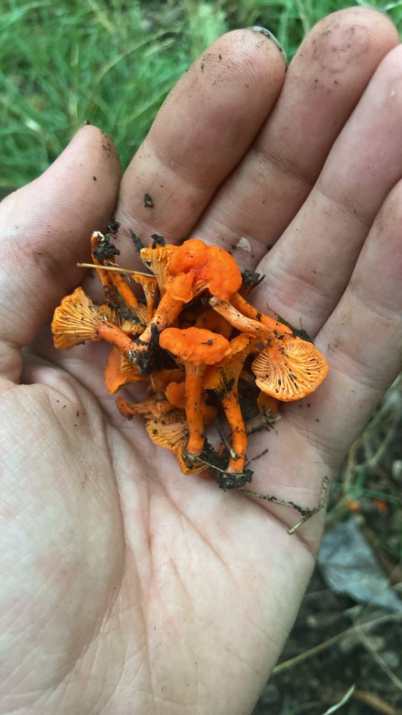 Red Chanterelle · August 2026 · photo: Photo: no rights reserved · iNaturalist