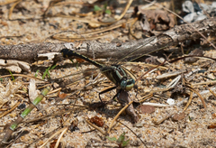 Gomphurus fraternus