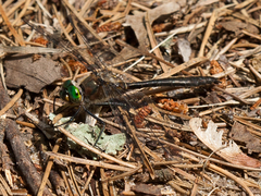 Cordulia shurtleffii