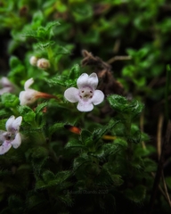Clinopodium nubigenum