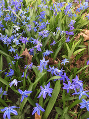 Scilla