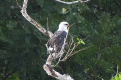 Leucopternis melanops