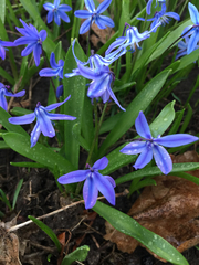 Scilla