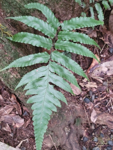 Widened Twin-sorus Fern